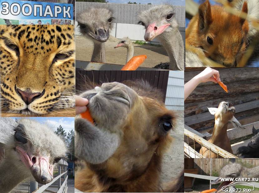 Тюменский зоопарк / Блог пользователя Majesti©