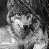 hunter