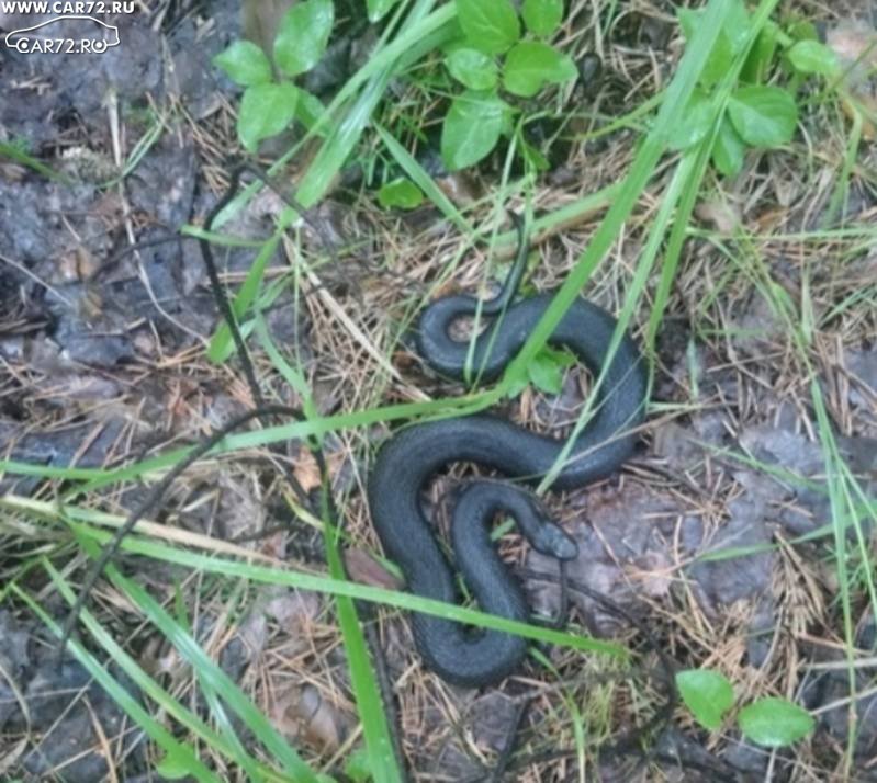 Умирают ли от гадюк. Гадюка Никольского (Vipera nikolskii). Гадюка Тюменская область. Змеи Тюмени гадюка. Гадюка Рузеля.