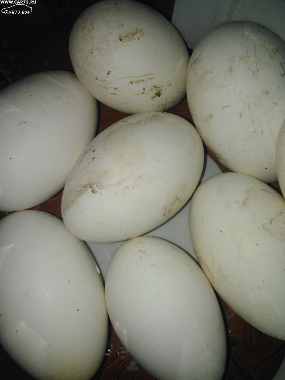 Гусиные яйца едят