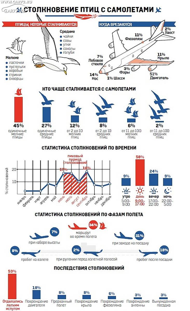 Сколько времени нужно самолету. Статистика столкновений самолетов с птицами. Самолет инфографика. Статистика авиационных катастроф. Инфографика рейсы самолеты.
