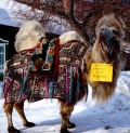 Популярный тюменский верблюд Кеша стал живой иллюстрацией идей выбора разумной скорости 