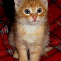 Кот