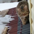 Кот на крыше гаража2
