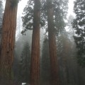 Поездка в тумане в "Сказочном лесу"