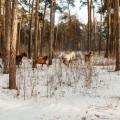 ЖК "Финскй залив". Лошади, Тура, парк Гагарина