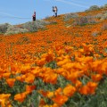 в Калифорнии уже цветут цветы (+26С) и многие приезжают полюбоваться и сделать фотосессию c маками в долине Антилопы