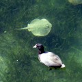 Прям с набережной в морской воде можно одновременно увидеть и утку, и морского ската