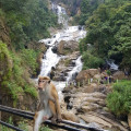 Шри-Ланка, водопад