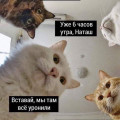 Серия мемов "Наташа и коты: мы всё уронили".