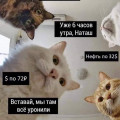 Мем наташа коты