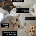 наташа коты