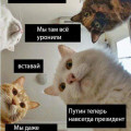 Серия мемов "Наташа и коты: