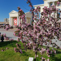 яблоня посажено от губернатора Тюменской области